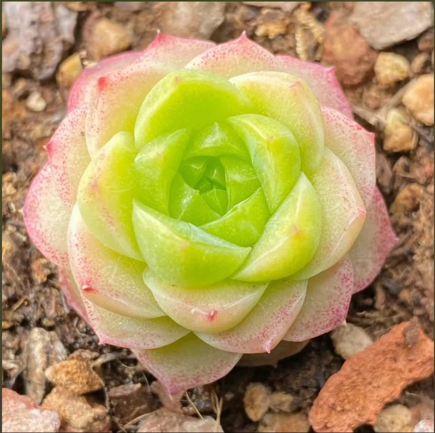 贵货精品多肉一物一拍链接