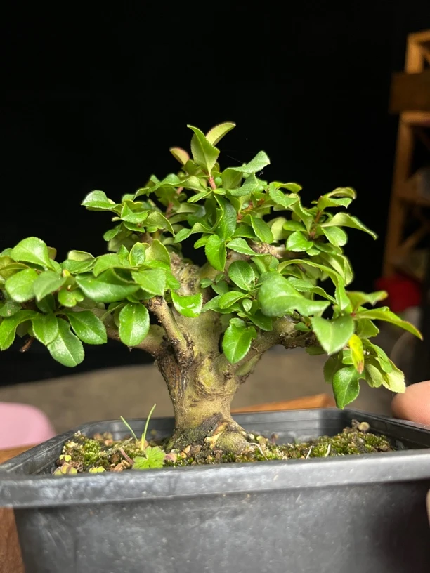 皱叶白花长寿梅星空白花矮霸独杆大树型老盆口