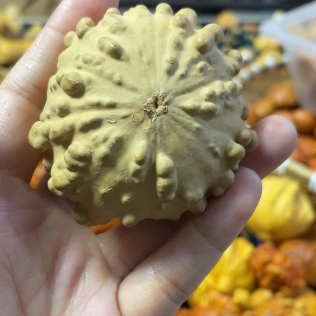 【闪购商品】天然葫芦夏