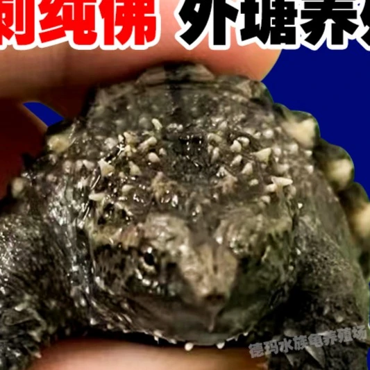 原种爆刺纯佛小鳄鱼龟幼苗凶猛食用宠物观赏乌龟北美杂佛鳄佛活体
