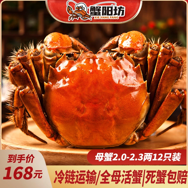【活蟹】全母大闸蟹12只装 鲜活全母蟹 现货礼盒包装2.0-2.3两