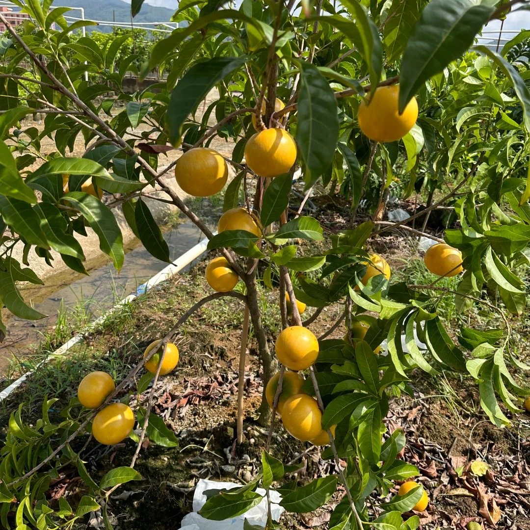 南方庭院阳台种植盆栽地栽四季常绿植物黄晶果6号观赏金黄色美观