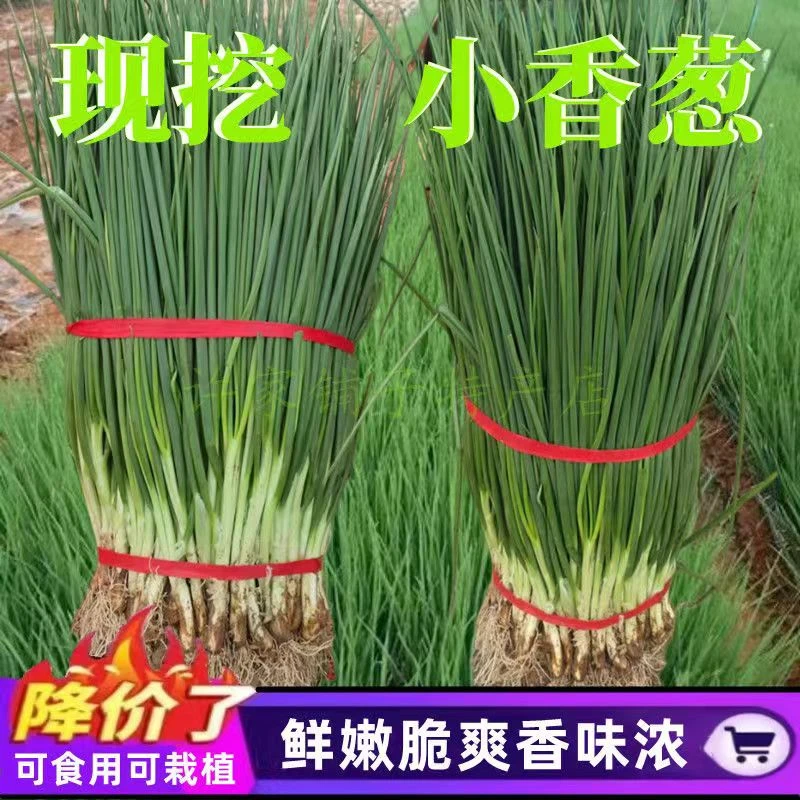 农家露天种植带根香葱秧苗小香葱盆栽葱苗新鲜蔬菜调味菜2斤包邮