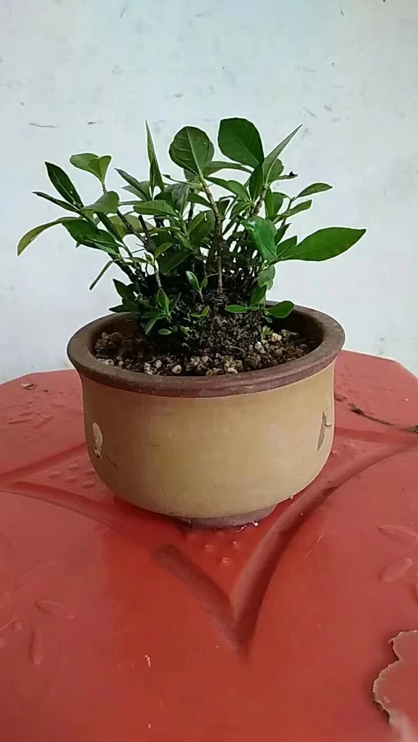 海岛杂木盆景.春花.栀子花等.一物一拍。