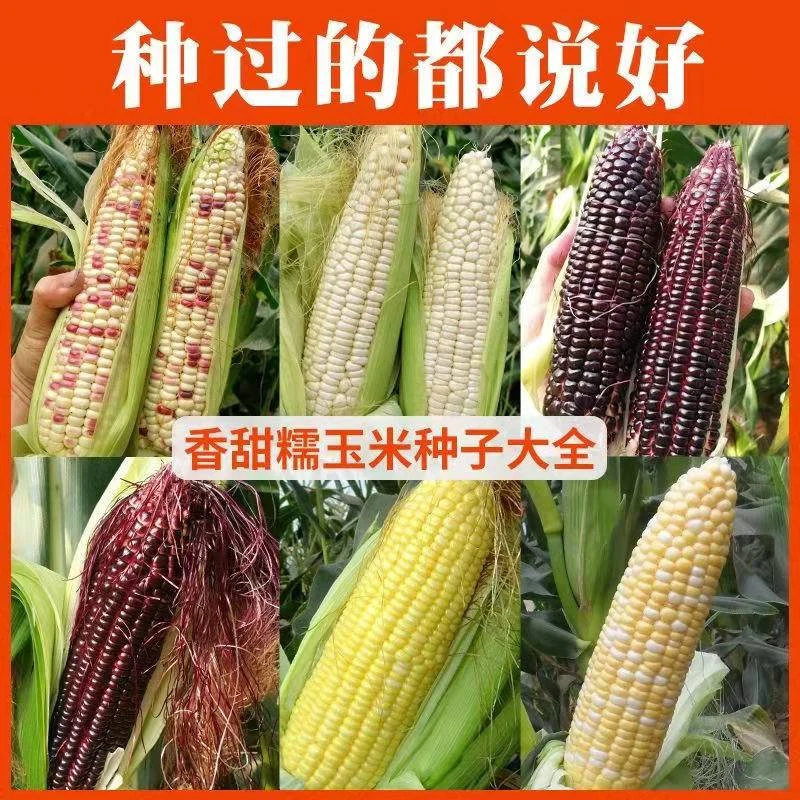 香甜黑糯玉米白糯玉米黄糯种子甜糯苞谷高产杂交正宗黑玉米育苗