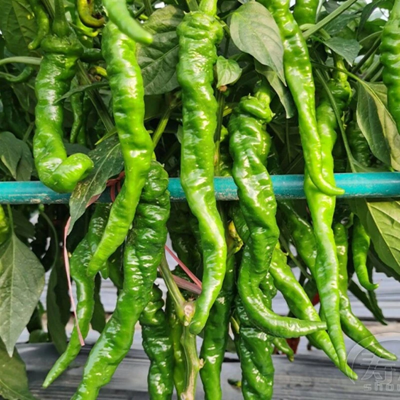 香辣龙椒螺丝辣椒种子阳台盆栽室外家庭小院种植蔬菜保护简单种苗