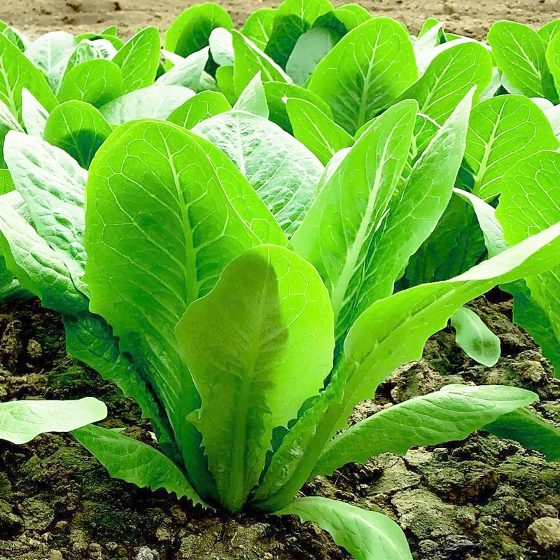 油麦菜种子盆栽家庭小院种植蔬菜春季室外四季春秋播种室内栽培