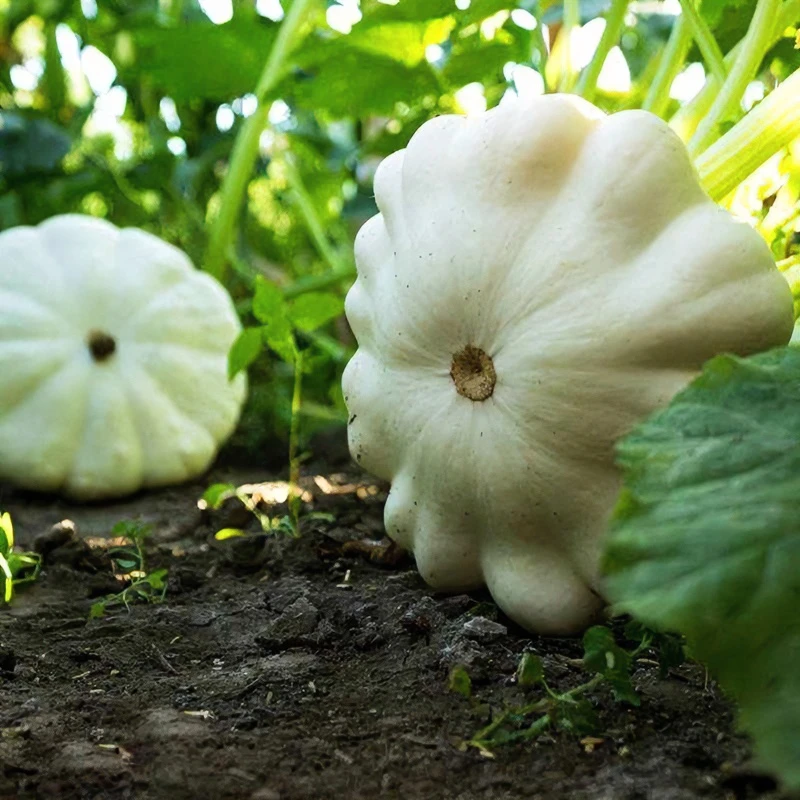 飞碟瓜种子特色碟形黄白迷你玩具南瓜种籽观光园庭院阳台蔬菜种孑