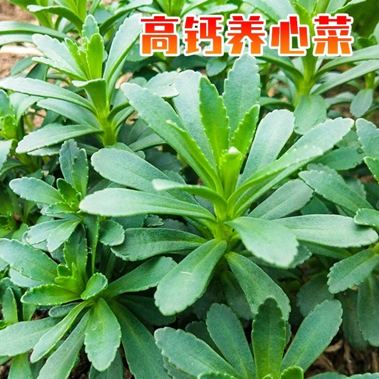 养心菜苗子家庭阳台小院春季易活简单蔬菜四季植物