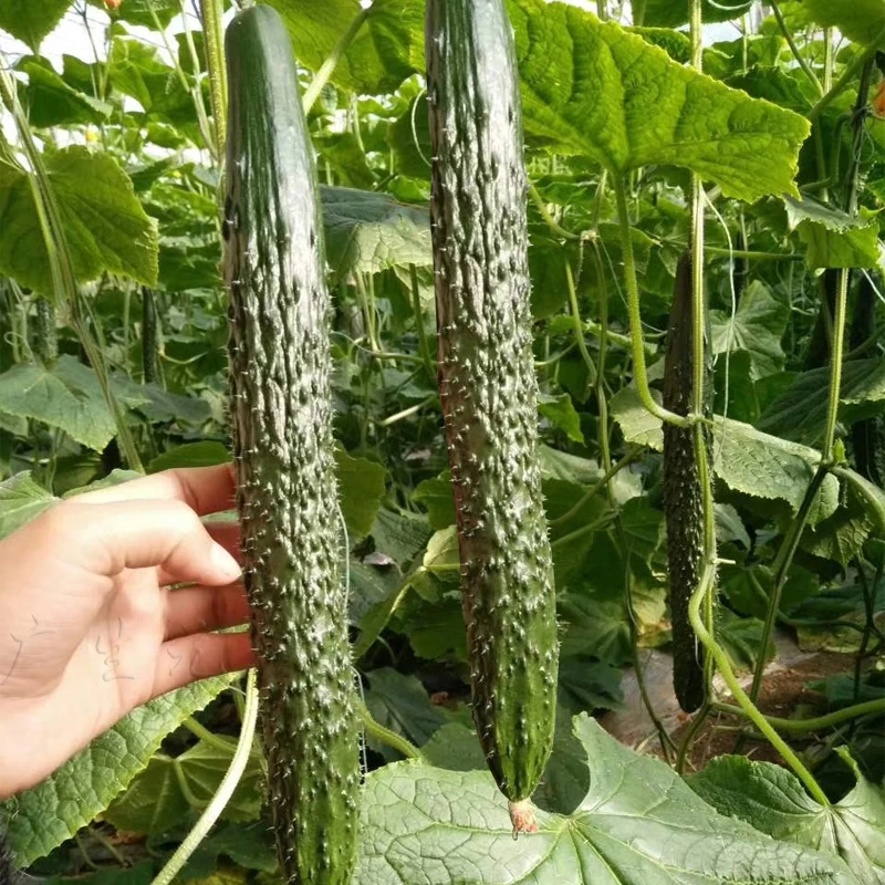 长黄瓜种子耐热水果黄瓜家庭小院搭架种植水果蔬菜春季叶片高品质
