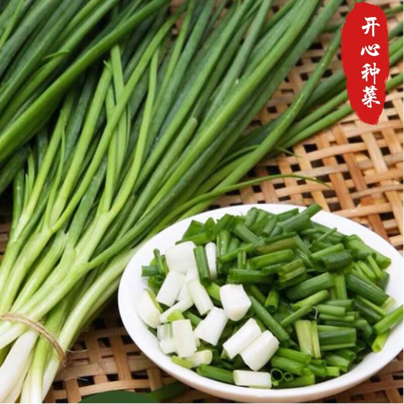 小香葱种清香扑鼻子阳台盆栽家庭小院种植蔬菜四季种菜夏季简单