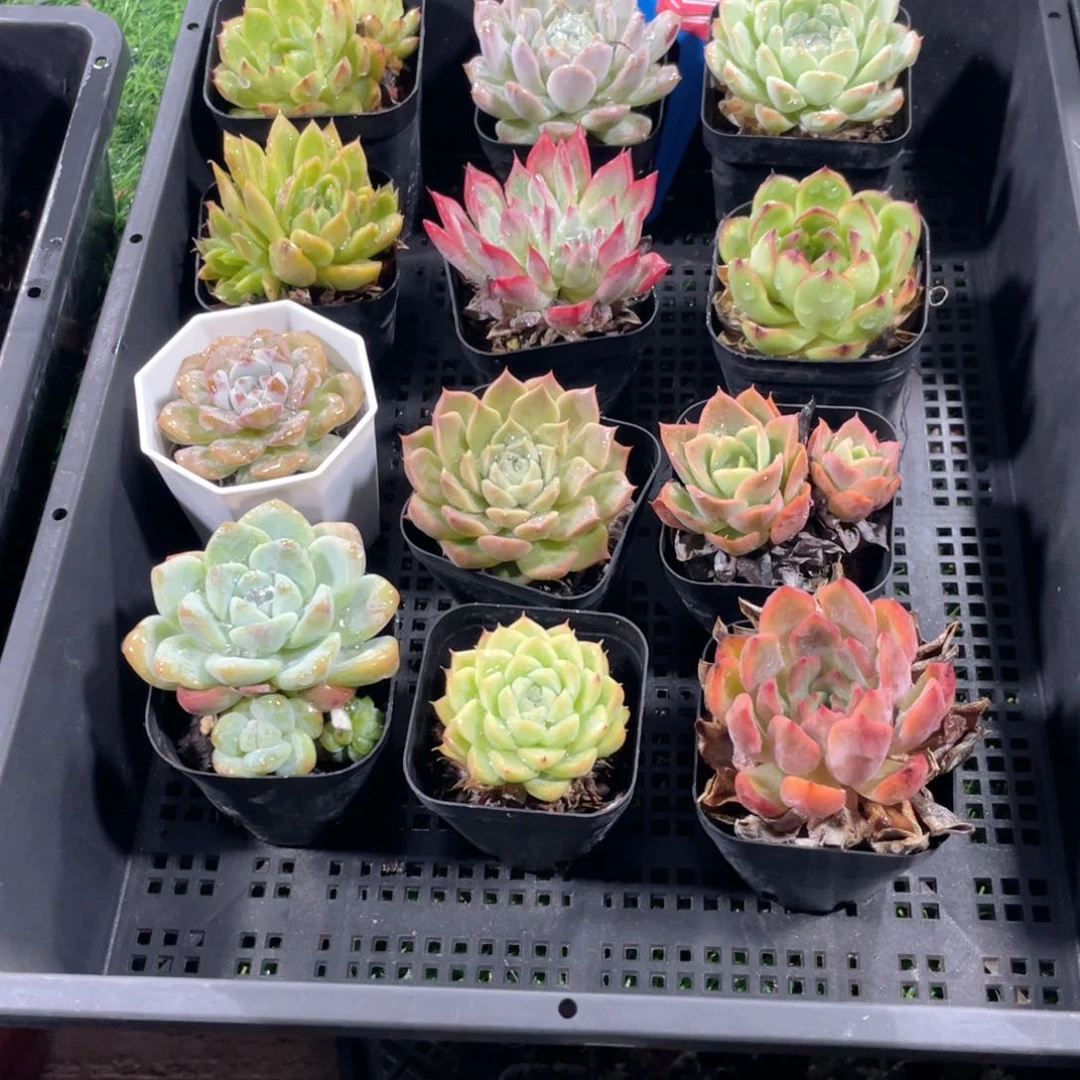 框拍多肉组合很美