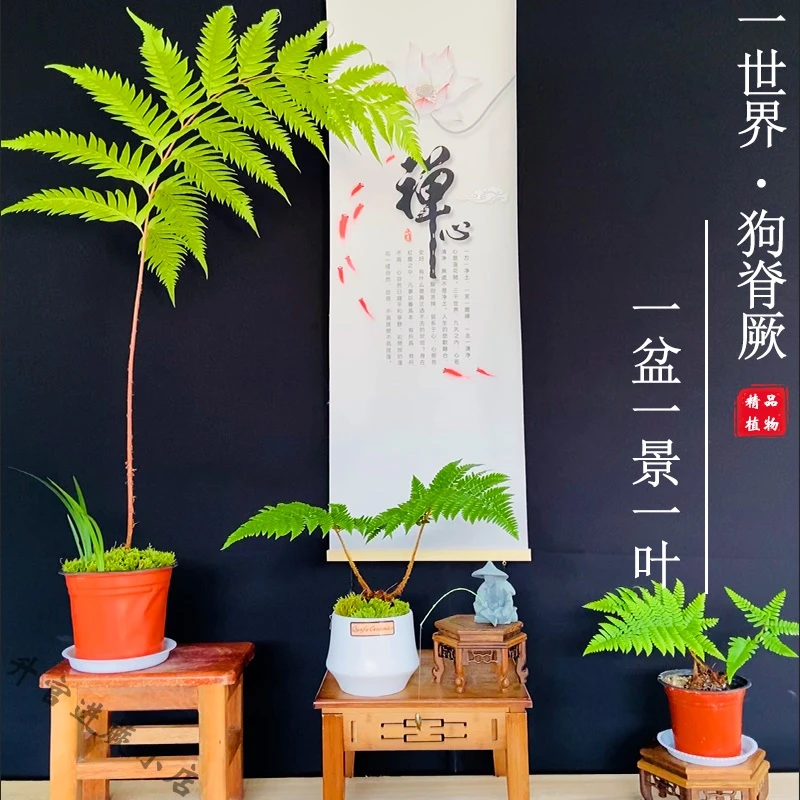 狗脊蕨凤尾蕨类盆栽老桩网红毛蕨室内绿植造景禅意盆景一叶蕨植物