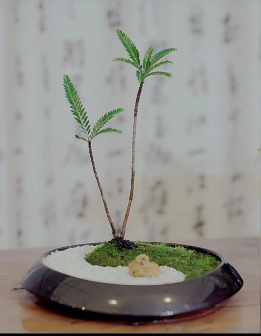 桌面景观椰风海韵迷你小椰林一颗树一座岛