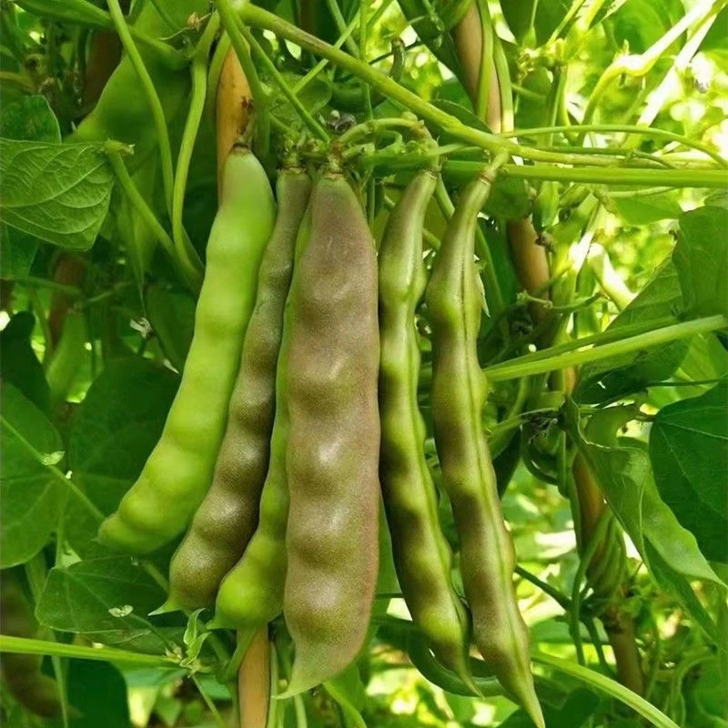 早熟三叶紫花油豆角种子