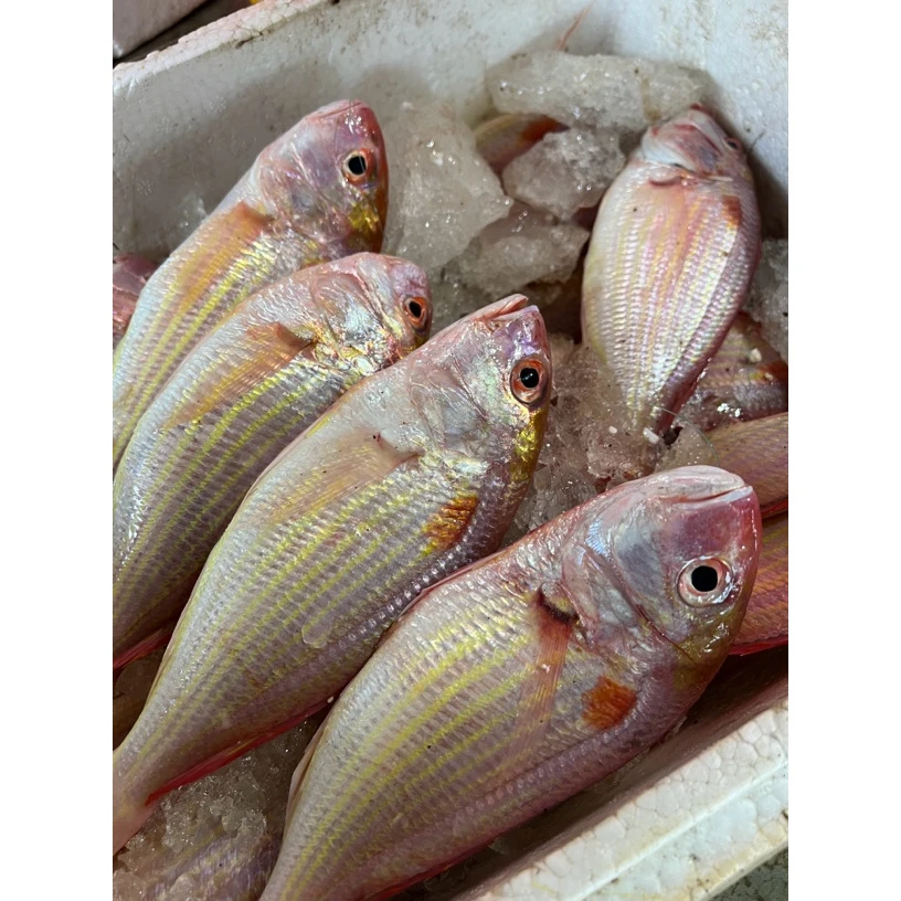 台山上川岛红杉鱼 新鲜红杉