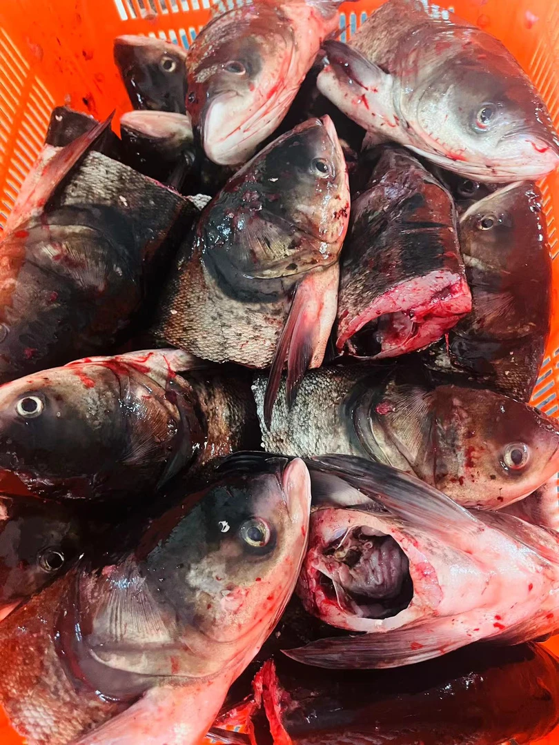 现杀大鱼头1000g ±50g送蛤蜊一盒