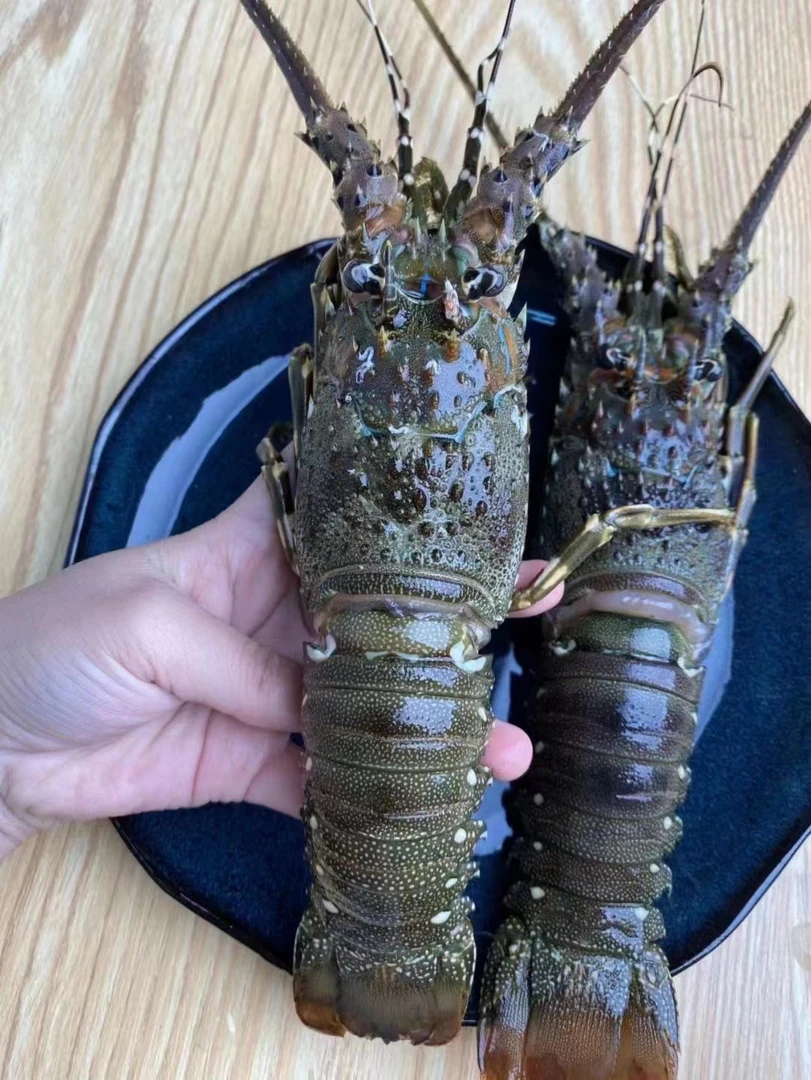 活的小青龙300g ± 50送鲍鱼5只