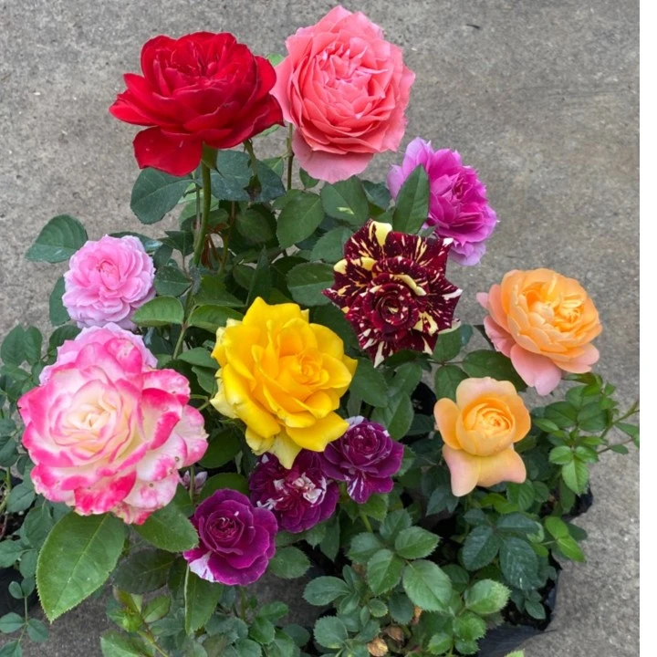 直播链接-多季开花阳台重瓣灌木系列勤花月季扦插小苗成活率高