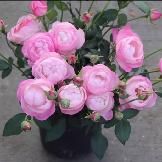 草莓杏仁饼 月季扦插花苗 庭院植物花卉玫瑰 多季开放