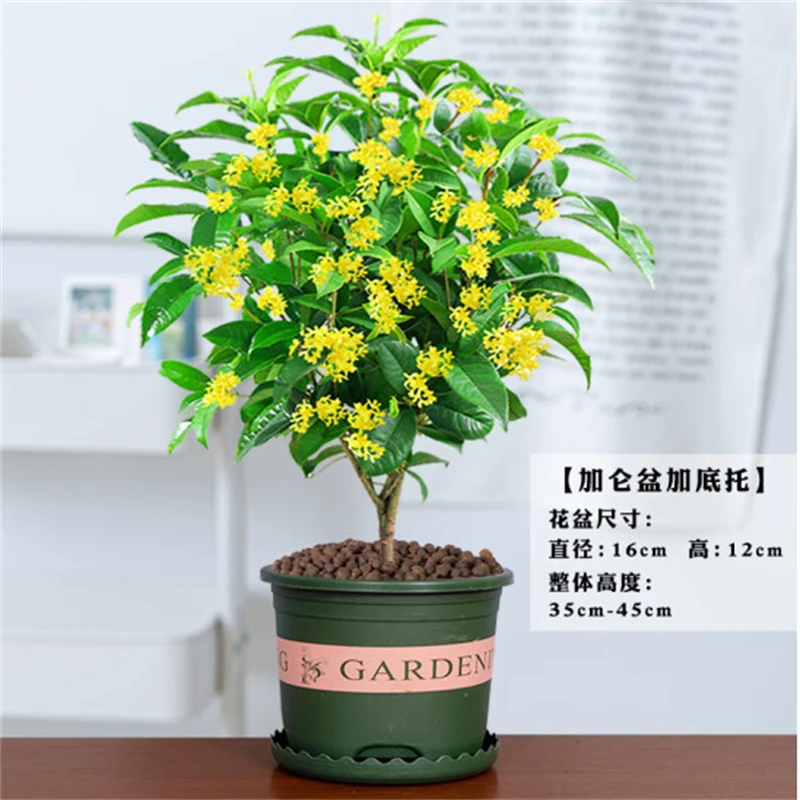 桂花树苗四季金桂庭院原生地栽大树室内外盆栽八月丹桂花卉绿植物