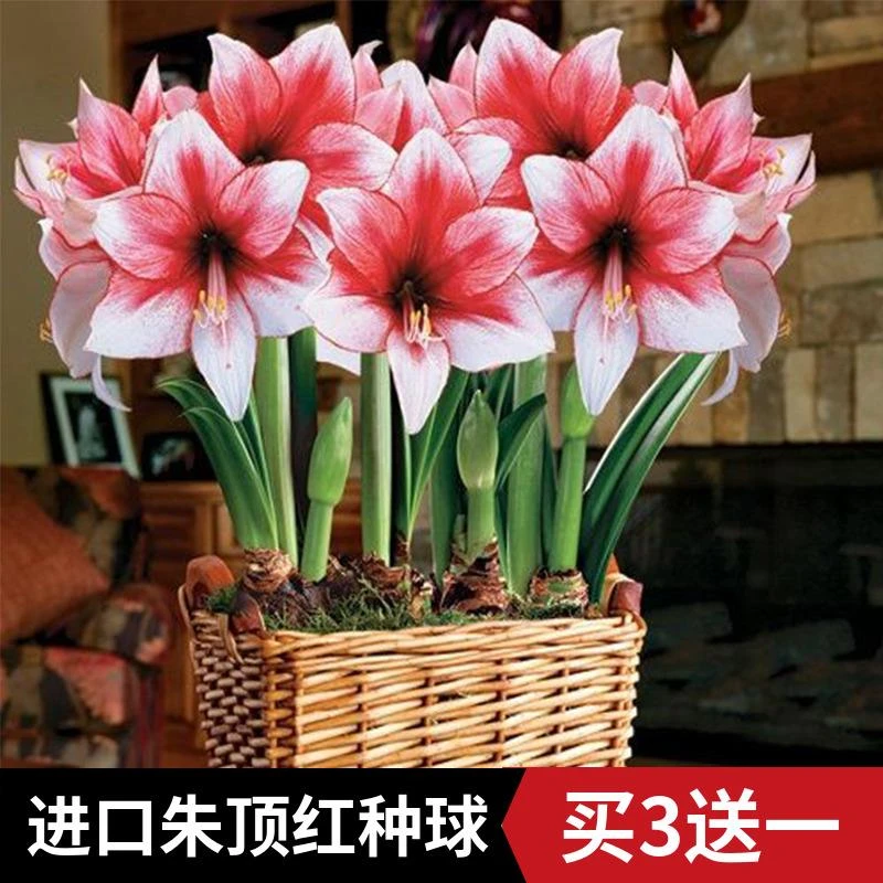 现货进口朱顶红种球重瓣带花苞超大花卉植物室内花阳台庭院盆栽