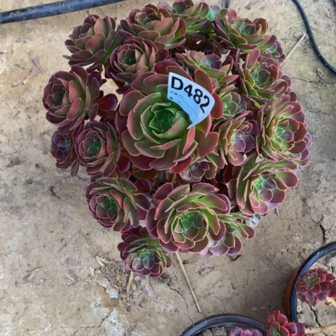 【闪购商品】和兰美