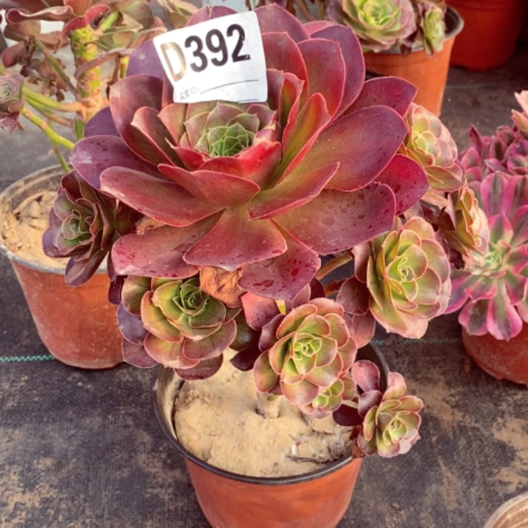 【闪购商品】美金的