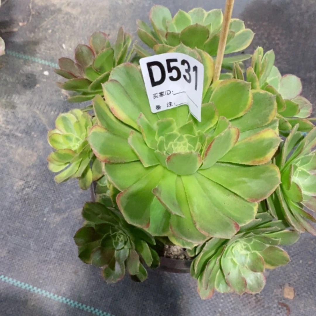 【闪购商品】奶白531