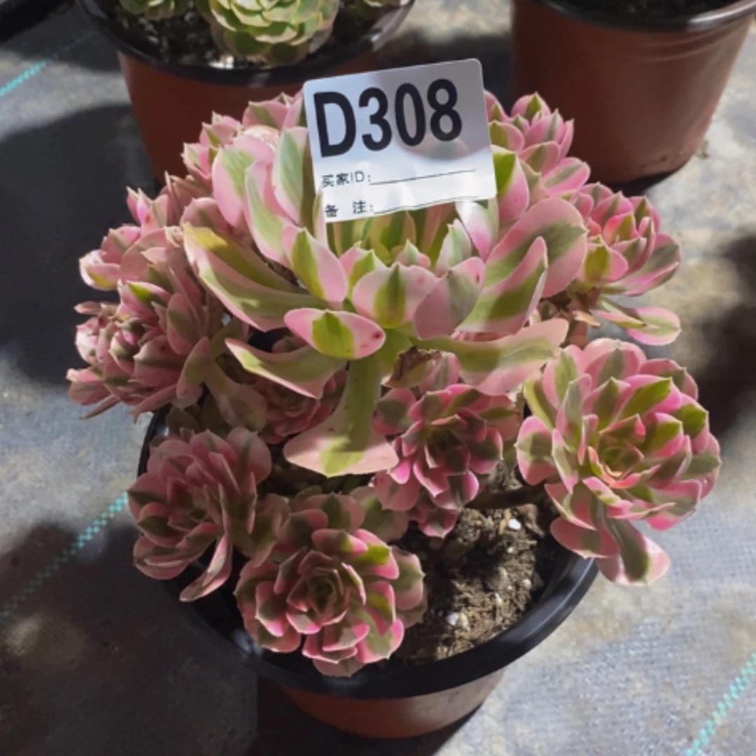 【闪购商品】粉色女