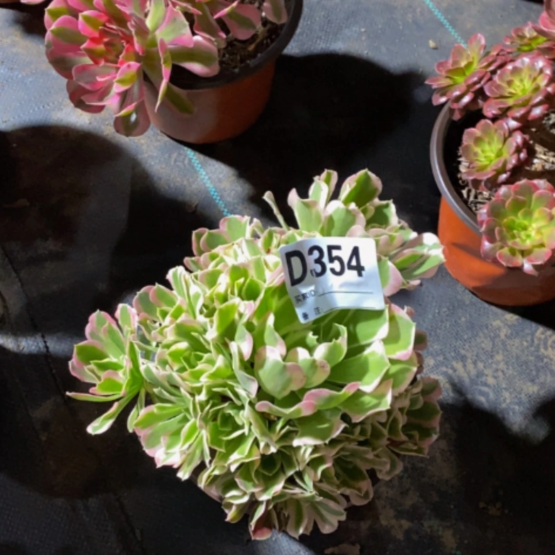 【闪购商品】白凤凰