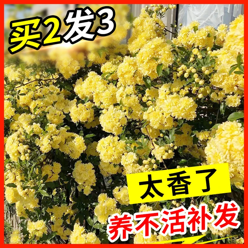 黄木香花苗爬藤植物庭院爬墙耐寒花卉浓香四季红木香藤本月季盆栽