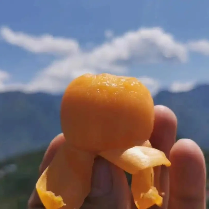 丰奕春【正宗嫁接枇杷苗果树】大五星枇杷苗四川苗木基地直发包邮