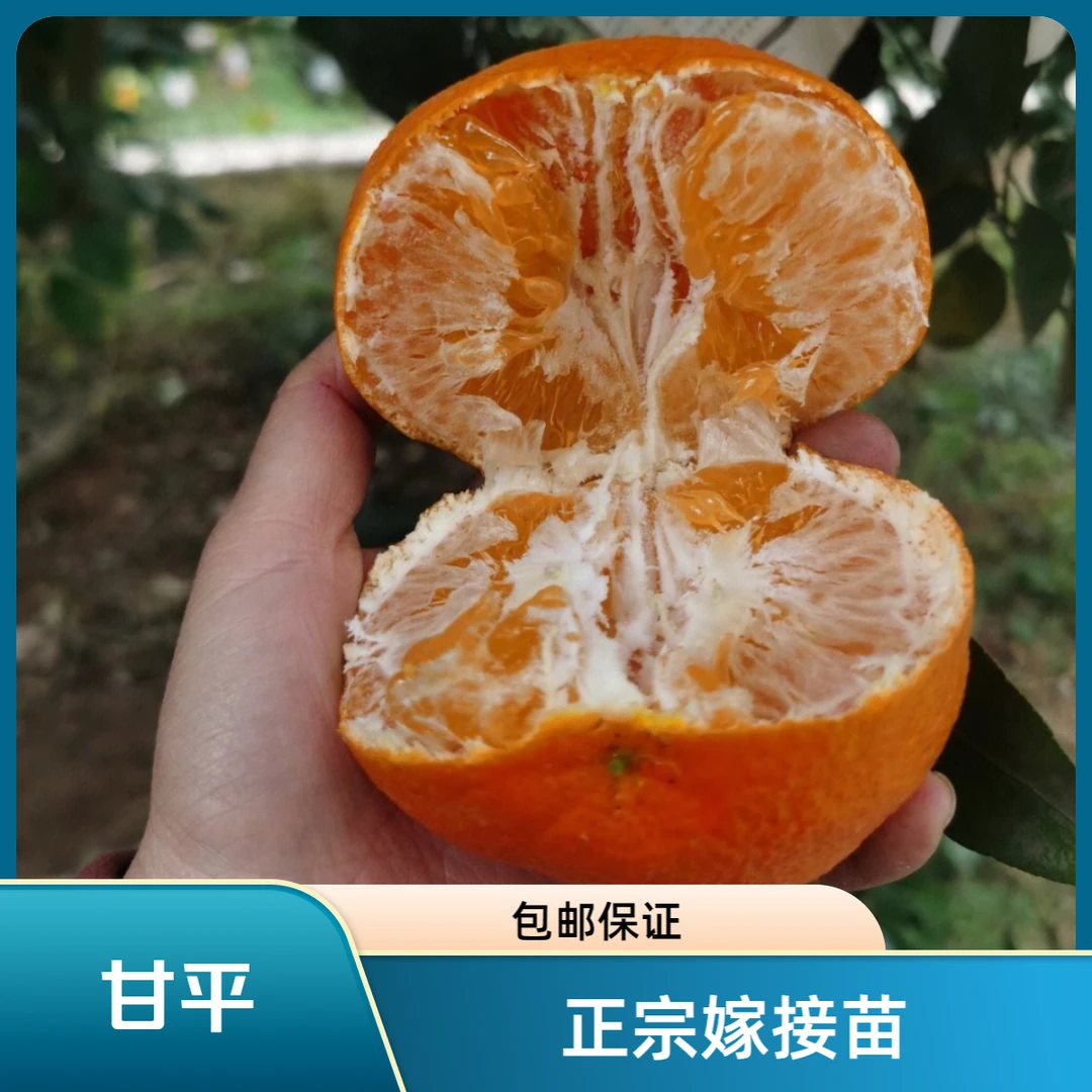 丰奕春【正宗嫁接-甘平柑橘苗】果树苗基地发货品种齐全有保障包邮