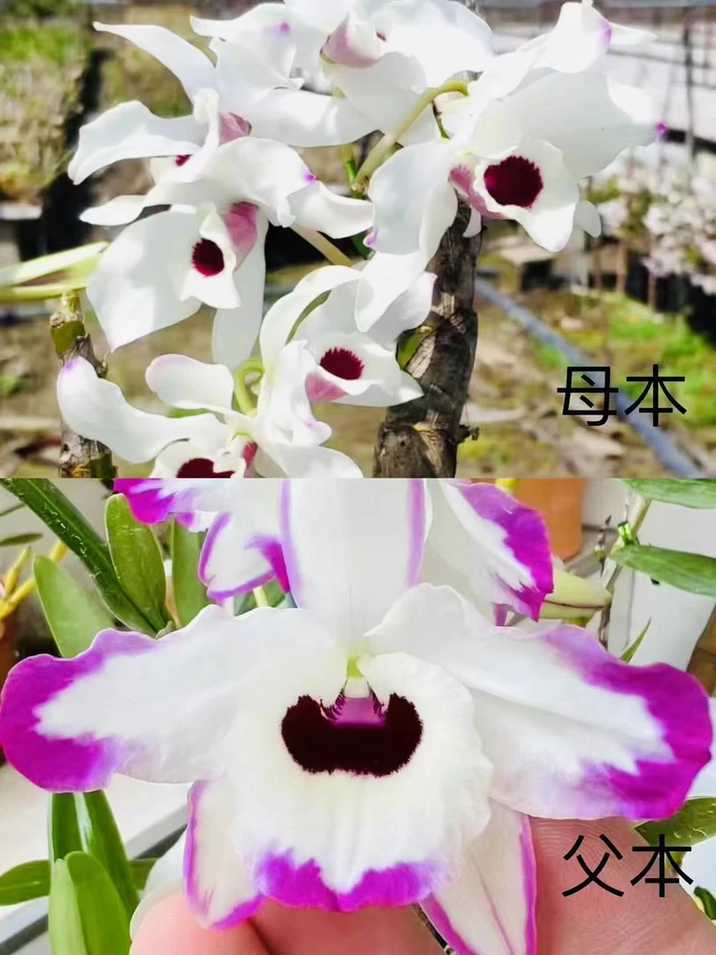 云南金钗泼墨+缅甸点角金钗！蜡质感强！观赏价值高