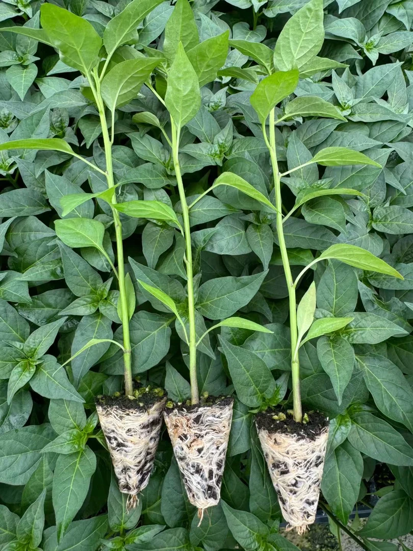 朝天椒 线椒。螺丝椒。辣椒苗