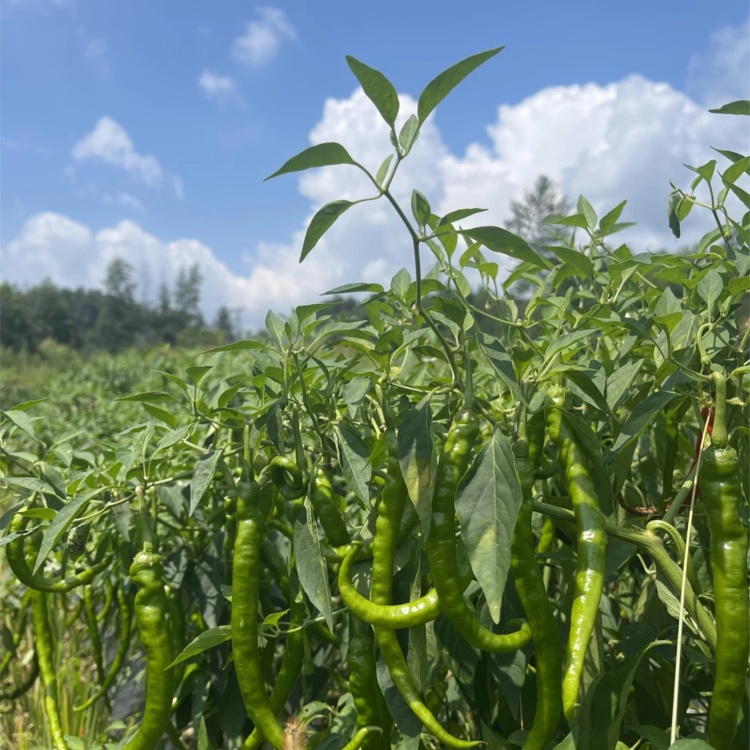 【小张专属】湖南湘西高山露天种植新鲜特辣螺线椒产地直发