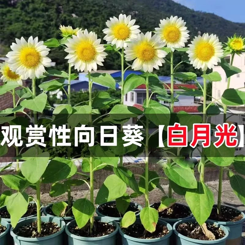 向日葵种孑观赏食用花种籽种植室内盆栽四季室外庭院葵花种籽易活