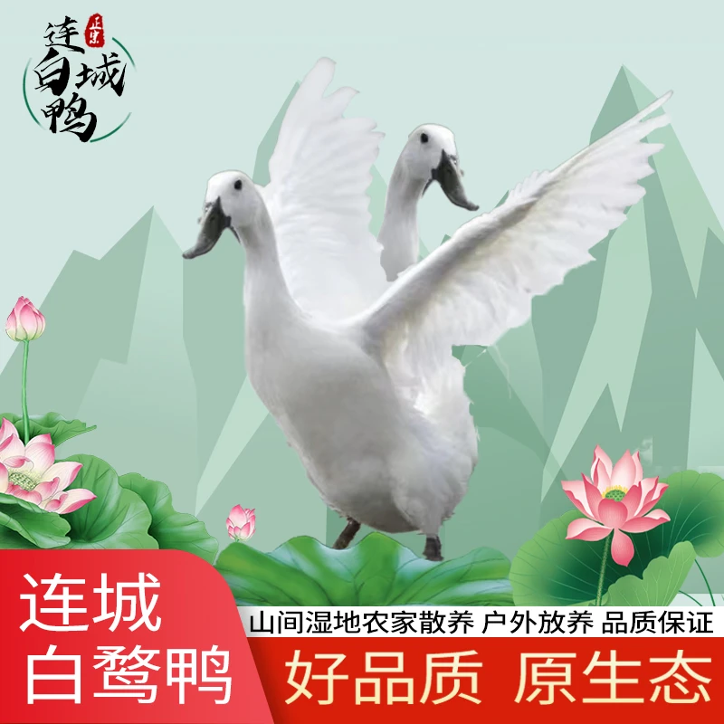 次日达足2年农家散养连城白鸭福建白鹭鸭新鲜鸭肉整只现杀老鸭子