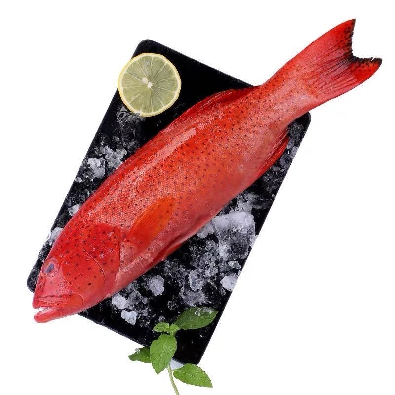 深海东星斑新鲜冷冻顺丰包邮燕尾斑低温速冻石斑鱼没小刺肉嫩辅食