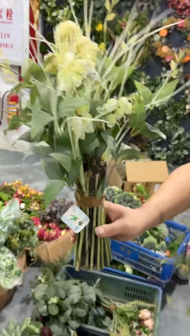 【闪购商品】仿真蝴蝶兰多肉盆栽