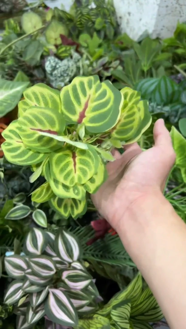 【闪购商品】仿真蝴蝶兰多肉盆栽