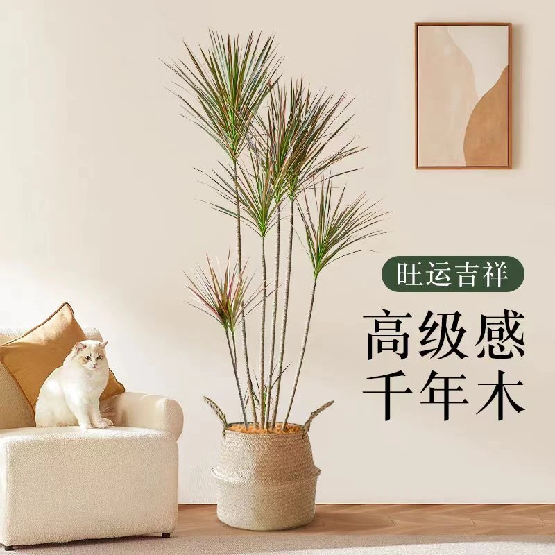 多头千年木七彩马尾铁老桩造型室内外造型七彩网红大型盆栽千年木