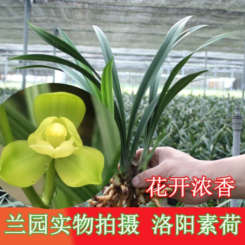 【建兰-洛阳素荷 】 室内好养盆栽花卉绿植