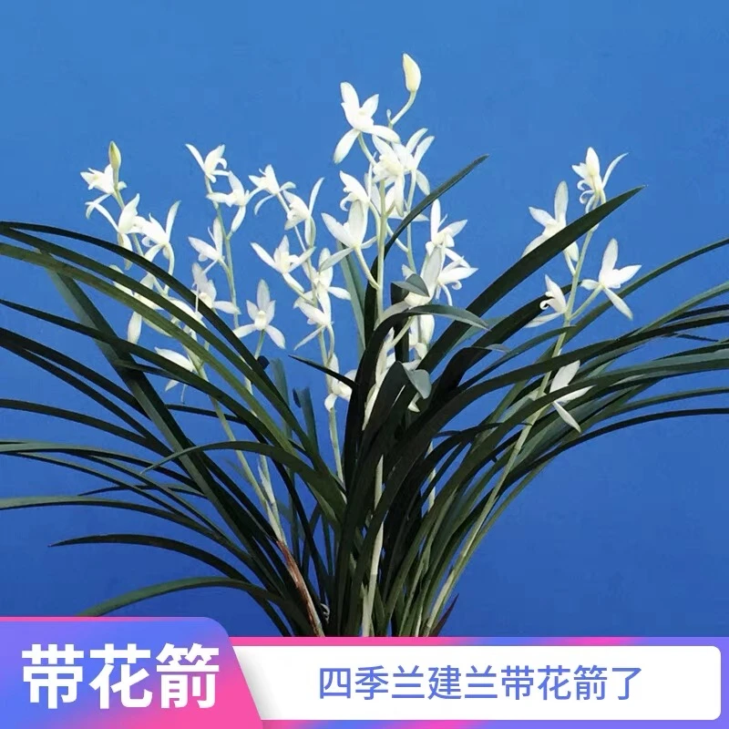 【特A极铁骨银针】建兰盆栽带花苞室内室外花卉绿植