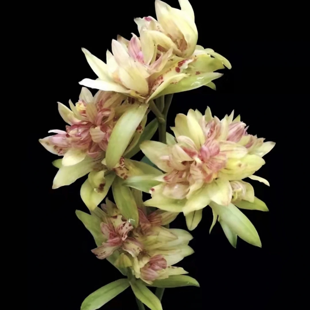 【浪漫七夕礼】【建兰富山奇蝶】浓香型花卉绿植盆栽基地种植