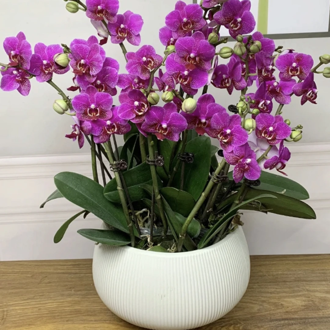 喜庆年宵花蝴蝶兰【鸿运仙子】带花剑花卉绿植盆栽