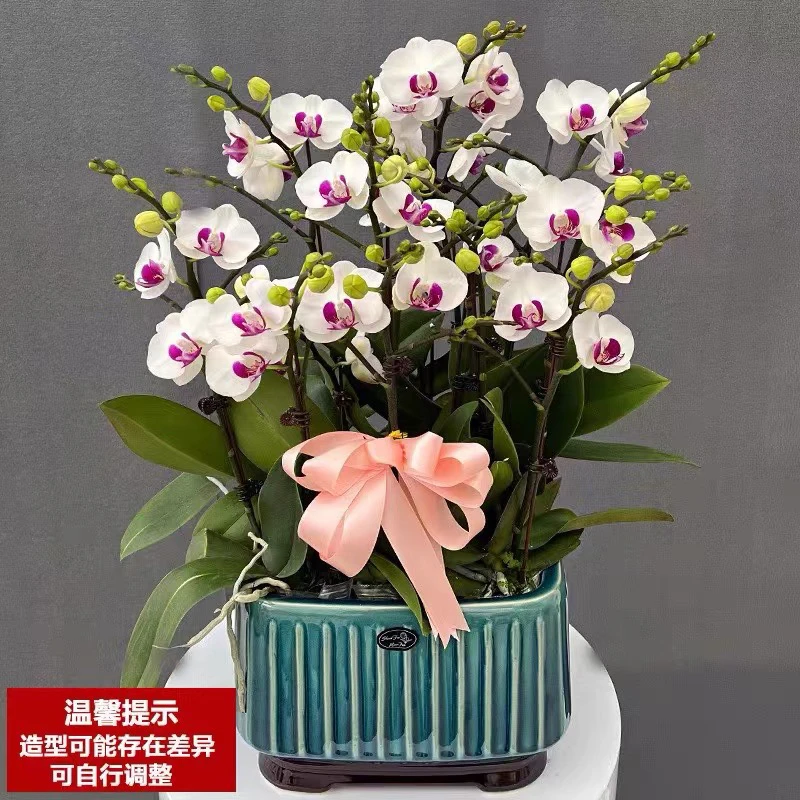 高端蝴蝶兰【雪玉】开花株带花苞花期长四季好养家养室内花卉