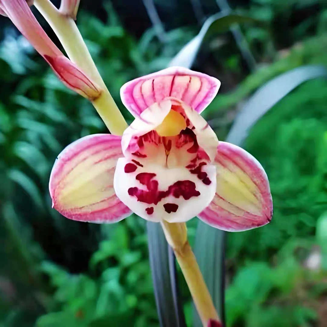 高端白艺草【白玉凤】不带花 兰花室内种植开花浓香美观绿植花卉