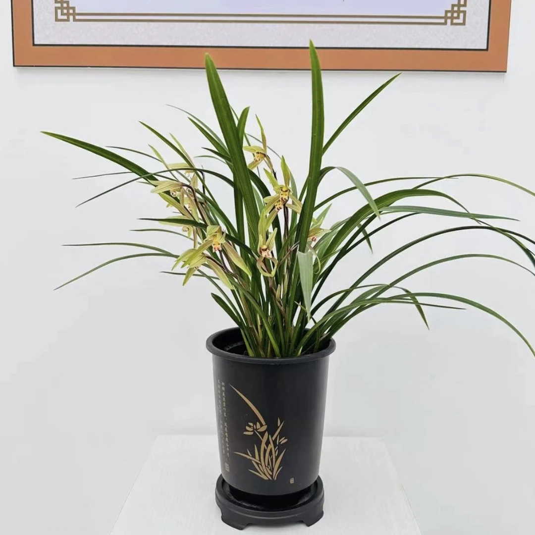 高端年宵花【七彩祥云】建设兰带花苞浓香型观花植物室内好养花卉